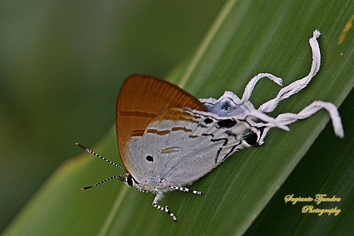 The Fluffy Tit butterfly, Zeltus amasa pompaedius  Fluffy tit,Geotagged,Indonesia,Spring,Zeltus amasa