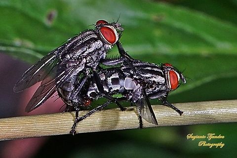 Flesh Fly/Sarcophaga (Sarcophagidae) - mating  Geotagged,Indonesia,Spring