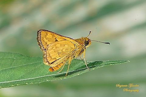 Skipper Butterfly - The Lesser Dart (Potanthus omaha)  Geotagged,Indonesia,Lesser dart,Potanthus omaha,Spring