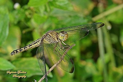 Red-winged Dragonfly, Neurothemis terminata - female  Geotagged,Indonesia,Neurothemis terminata,Spring