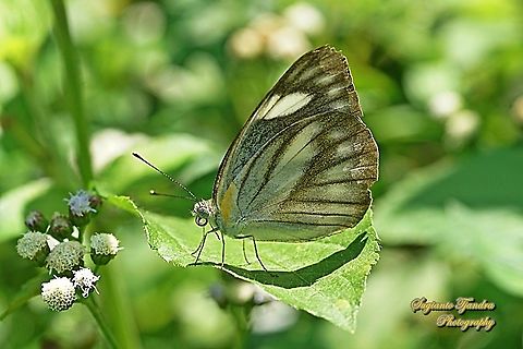 Striped Albatross Butterfly, Appias olferna olferna -female  Appias olferna,Eastern striped albatross,Geotagged,Indonesia,Spring