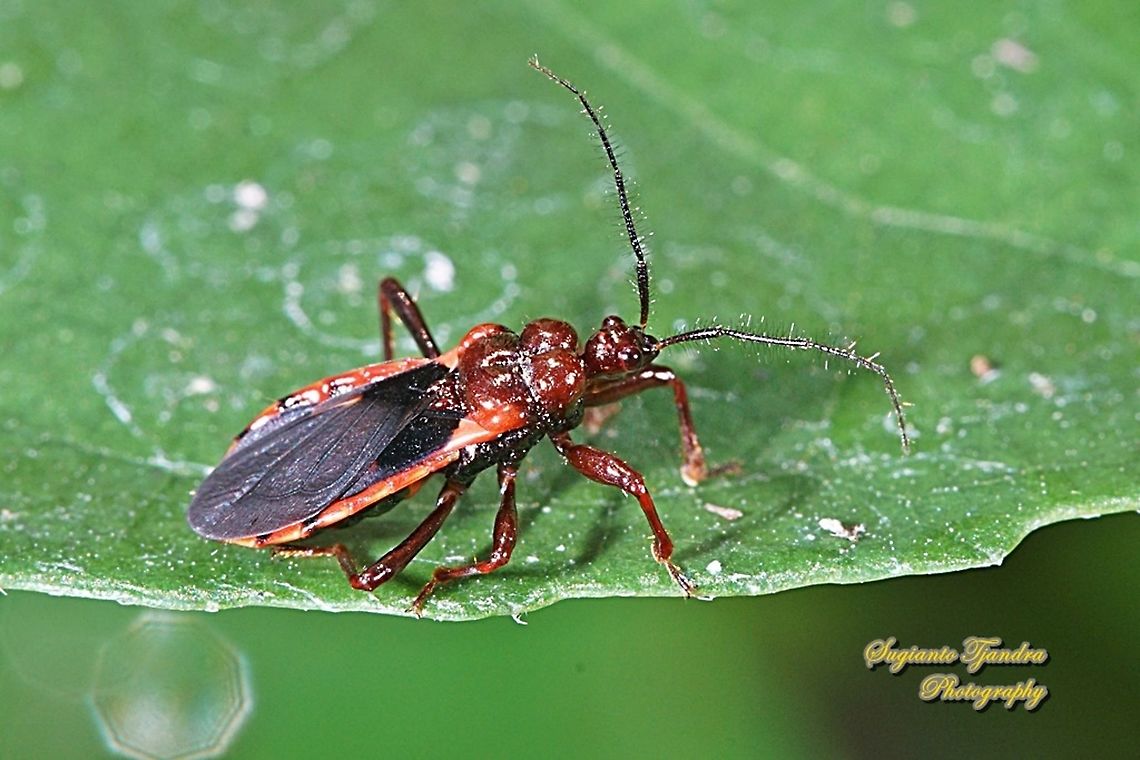 Millipede Assassin Bug, Ectrichodiinae, Reduviidae  Geotagged,Indonesia,Spring