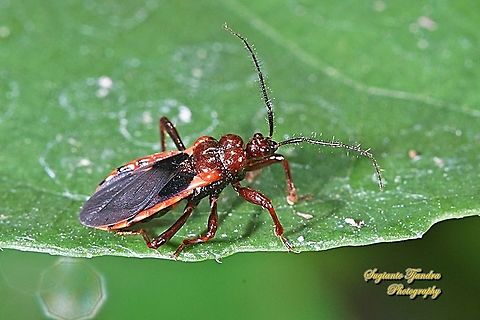 Millipede Assassin Bug, Ectrichodiinae, Reduviidae  Geotagged,Indonesia,Spring