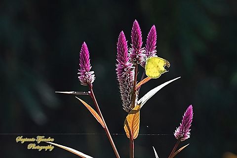 Three-spot grass yellow, Eurema blanda blanda sucking nectar on the Flamingo feather flower, Celosia spicata,Amaranthaceae  Eurema blanda,Geotagged,Indonesia,Spring,Three-spot grass yellow