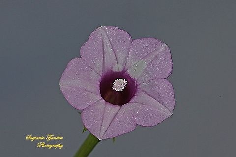 Littlebell/Three-lobe morning glory (Ipomoea triloba)  Aiea morning glory,Geotagged,Indonesia,Ipomoea triloba,Spring