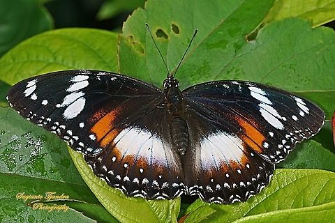 Great eggfly, Hypolimnas bolina bolina  - Upperside, female  Geotagged,Great eggfly,Hypolimnas bolina,Indonesia,Spring