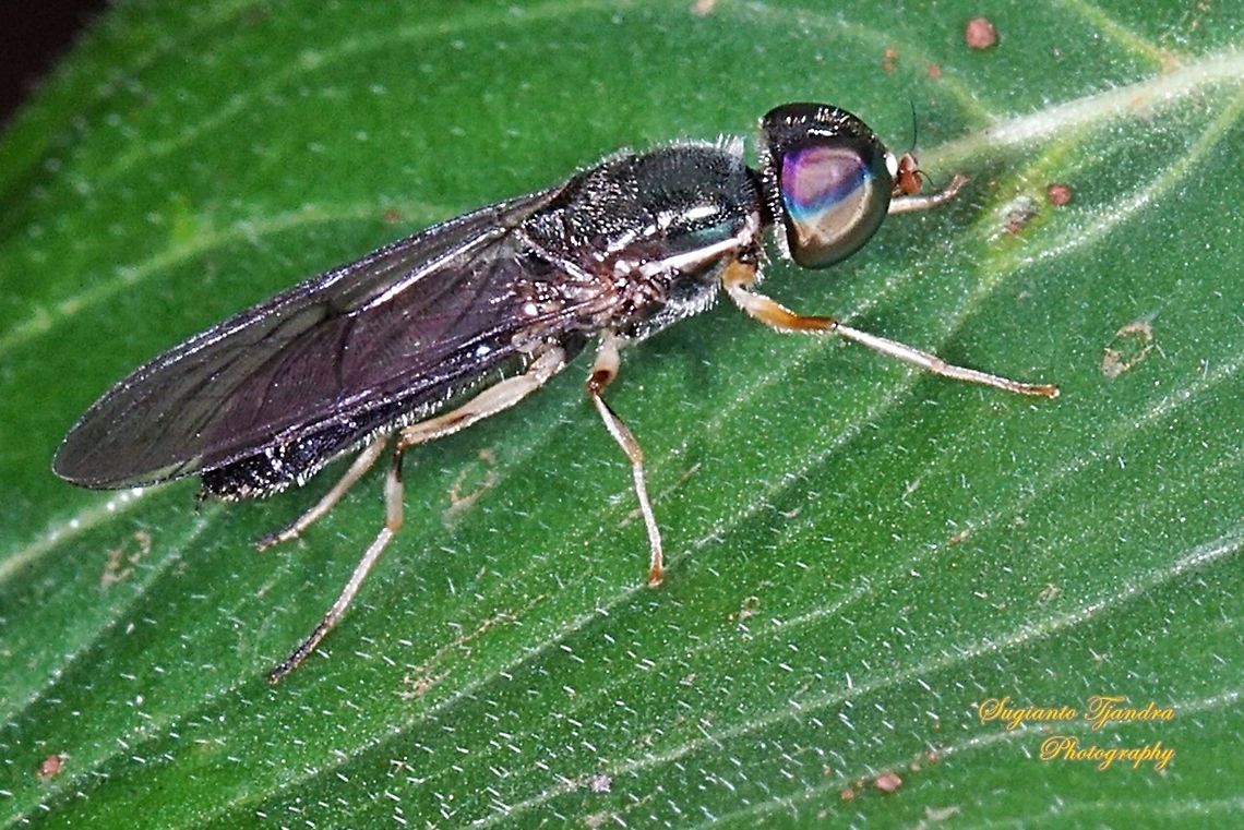 Soldier fly, Sargus Sp., family Stratiomyidae  Geotagged,Indonesia,Spring