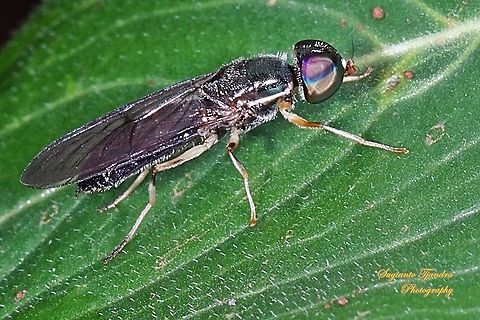 Soldier fly, Sargus Sp., family Stratiomyidae  Geotagged,Indonesia,Spring