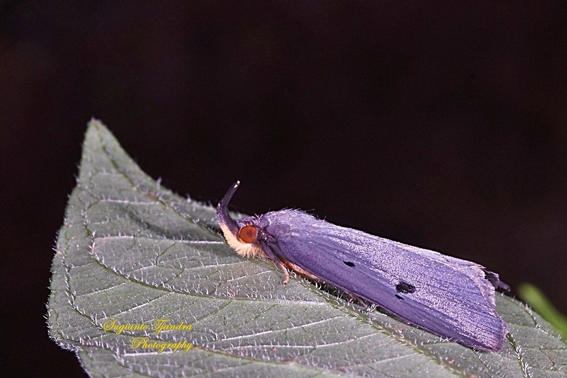 Horn Moth (unknown ID)  Geotagged,Indonesia,Spring