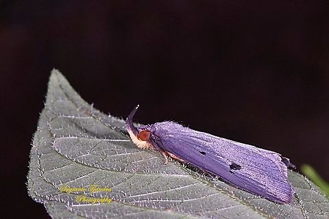 Horn Moth (unknown ID)  Geotagged,Indonesia,Spring