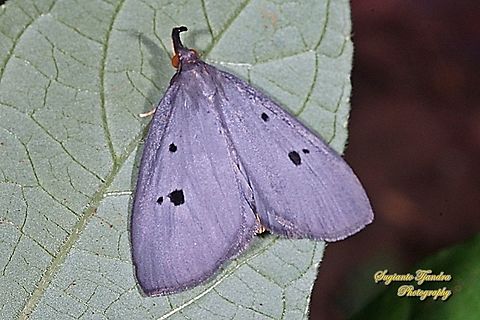 Horn Moth (unknown ID)  Geotagged,Indonesia,Spring