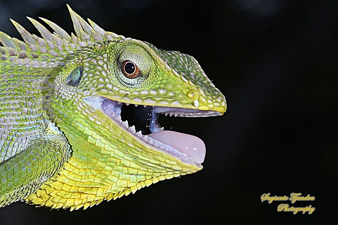 Bunglon/Green Crested Lizard, Agamidae  Bronchocela cristatella,Geotagged,Green Crested Lizard,Indonesia,Spring