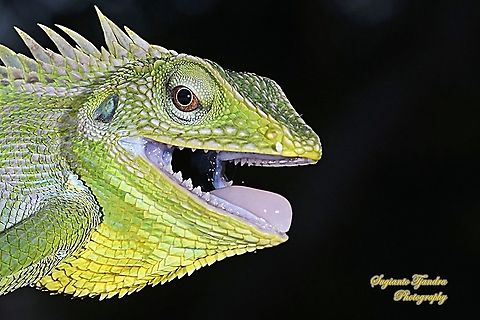 Bunglon/Green Crested Lizard, Agamidae  Bronchocela cristatella,Geotagged,Green Crested Lizard,Indonesia,Spring