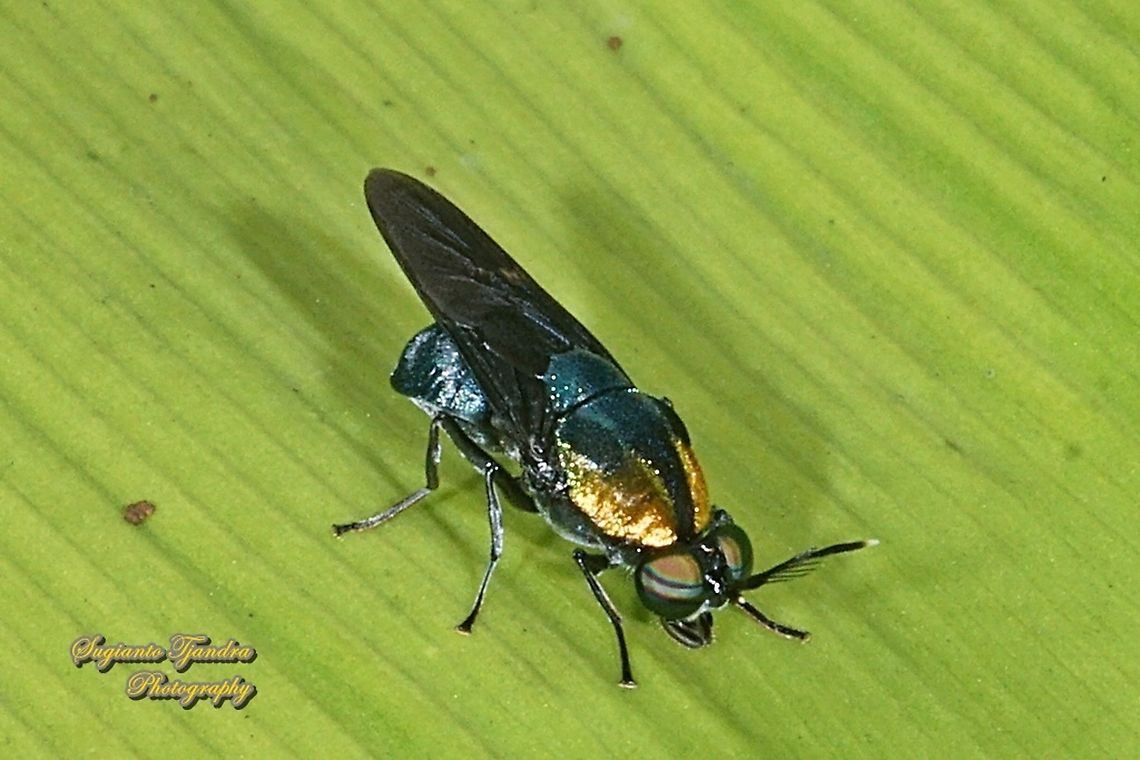 Soldier fly, Ptilocera quadridentata (Stratiomyidae) - female  Geotagged,Indonesia,Ptilocera quadridentata,Spring