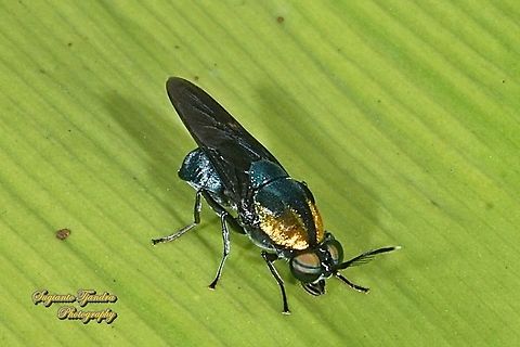Soldier fly, Ptilocera quadridentata (Stratiomyidae) - female  Geotagged,Indonesia,Ptilocera quadridentata,Spring