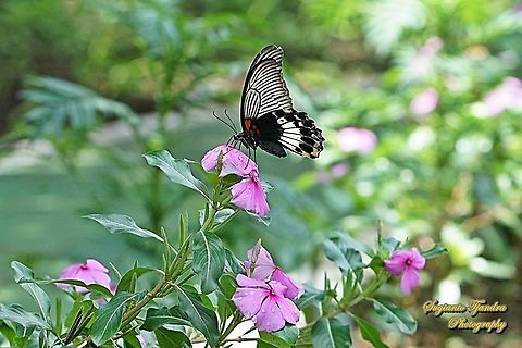 Great Mormon Butterfly, Papilio memnon memnon f. hiera (Papilionidae) sucking nectar on the Tapak Dara Flower/ Madagascar Periwinkle, Apocynaceae  Geotagged,Great Mormon,Indonesia,Papilio memnon,Spring
