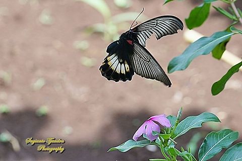 Great Mormon Butterfly, Papilio memnon memnon f. hiera (Papilionidae) flying over the Tapak Dara Flower/ Madagascar Periwinkle, Apocynaceae  Geotagged,Great Mormon,Indonesia,Papilio memnon,Spring