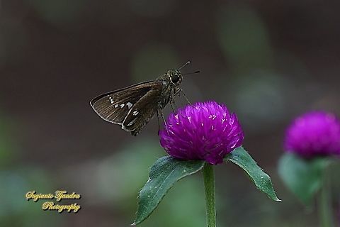 Skipper butterfly, Parnana sp. sucking nectar on the Bachelor's Button flower, Gomphrena Globosa  Geotagged,Indonesia,Spring