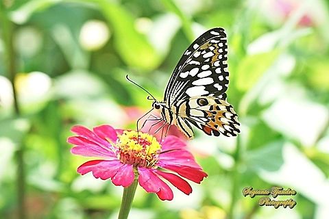 Common Lime butterfly (Papilio demoleus) "sucking nectar on the Zinnia flower"  Geotagged,Indonesia,Lime Swallowtail,Papilio demoleus,Spring