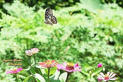 Common Lime butterfly (Papilio demoleus) "flying over the Zinnia flowers"  Geotagged,Indonesia,Lime Swallowtail,Papilio demoleus,Spring