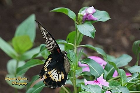 Great Mormon Butterfly, Papilio memnon memnon f. hiera (Papilionidae) flying onto the Tapak Dara Flower/ Madagascar Periwinkle, Apocynaceae  Geotagged,Great Mormon,Indonesia,Papilio memnon,Spring