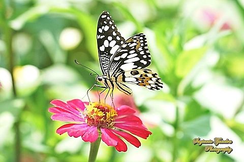 Common Lime butterfly (Papilio demoleus) "sucking nectar on the Zinnia flower"  Geotagged,Indonesia,Lime Swallowtail,Papilio demoleus,Spring