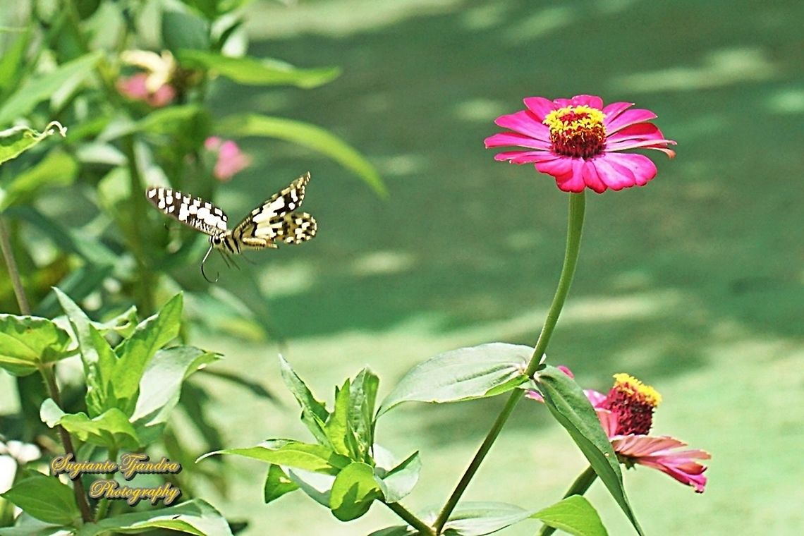 Common Lime butterfly (Papilio demoleus) "flying over the Zinnia flowers"  Geotagged,Indonesia,Lime Swallowtail,Papilio demoleus,Spring