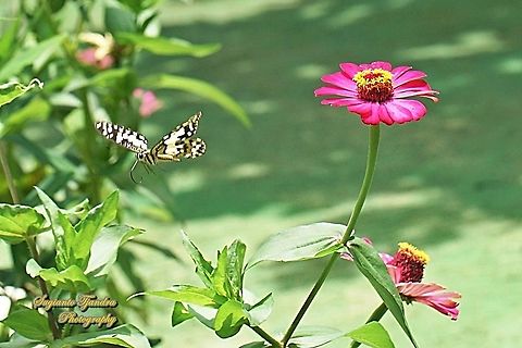 Common Lime butterfly (Papilio demoleus) "flying over the Zinnia flowers"  Geotagged,Indonesia,Lime Swallowtail,Papilio demoleus,Spring