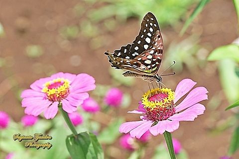The Tailed Jay Butterfly, Graphium agamemnon - "sucking nectar on the Zinnia flower"  Geotagged,Graphium agamemnon,Indonesia,Spring,Tailed Jay