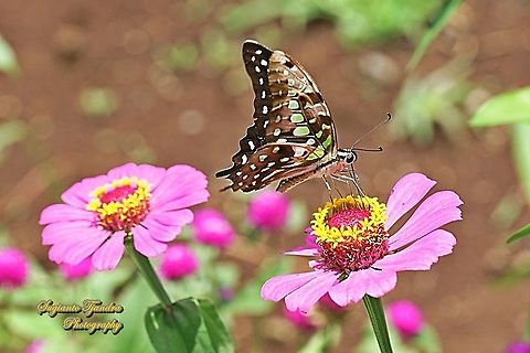 The Tailed Jay Butterfly, Graphium agamemnon - "sucking nectar on the Zinnia flower"  Geotagged,Graphium agamemnon,Indonesia,Spring,Tailed Jay