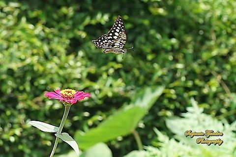 The Tailed Jay Butterfly, Graphium agamemnon - "flying over the Zinnia flower"  Geotagged,Graphium agamemnon,Indonesia,Spring,Tailed Jay