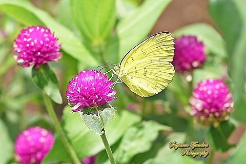Three-spot grass yellow, Eurema blanda blanda sucking nectar on the Bachelor's Button flower, Gomphrena Globosa  Eurema blanda,Geotagged,Indonesia,Spring,Three-spot grass yellow