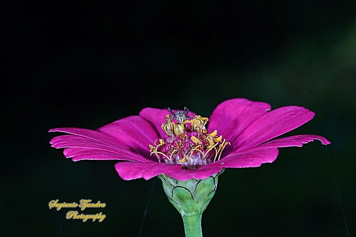 Katydid nymph sitting on the Zinnia flower  Geotagged,Indonesia,Spring