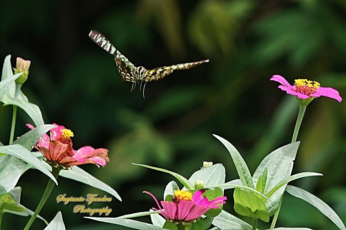 The Tailed Jay Butterfly, Graphium agamemnon - "flying over the Zinnia flower"  Geotagged,Graphium agamemnon,Indonesia,Spring,Tailed Jay