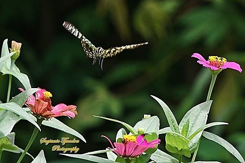 The Tailed Jay Butterfly, Graphium agamemnon - "flying over the Zinnia flower"  Geotagged,Graphium agamemnon,Indonesia,Spring,Tailed Jay