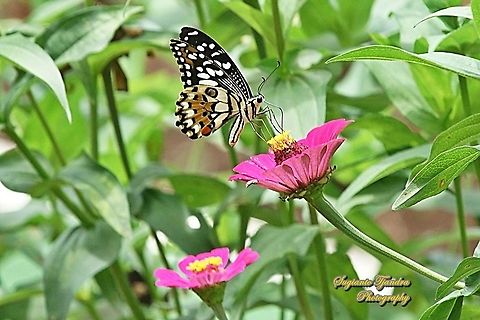 Common Lime butterfly (Papilio demoleus) "sucking nectar on the Zinnia flower"  Geotagged,Indonesia,Lime Swallowtail,Papilio demoleus,Spring