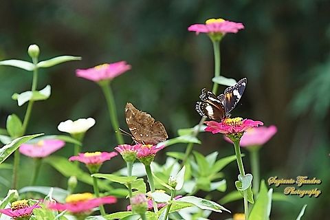 Great eggfly, Hypolimnas bolina bolina  - female & an Autumn leaf butterfly, Doleschallia bisaltide "sucking nectar" on the Zinnia flower  Autumn leaf,Doleschallia bisaltide,Geotagged,Great eggfly,Hypolimnas bolina,Indonesia,Spring