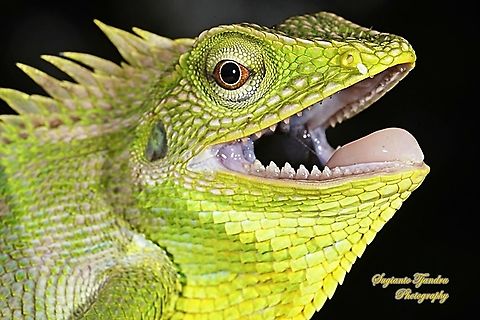 Bunglon/Green Crested Lizard, Agamidae  Bronchocela cristatella,Geotagged,Green Crested Lizard,Indonesia,Spring