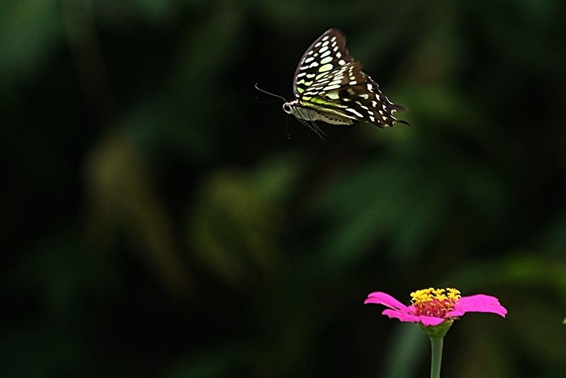 The Tailed Jay Butterfly, Graphium agamemnon - "flying over the Zinnia flower"  Geotagged,Graphium agamemnon,Indonesia,Spring,Tailed Jay