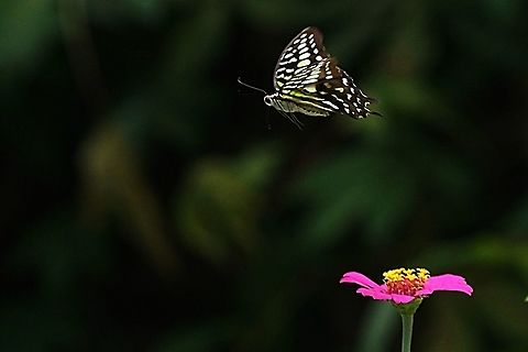 The Tailed Jay Butterfly, Graphium agamemnon - "flying over the Zinnia flower"  Geotagged,Graphium agamemnon,Indonesia,Spring,Tailed Jay