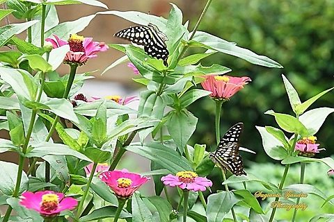 A pair of Tailed Jay Butterfly, Graphium agamemnon - "flying together around the Zinnia flowers"  Geotagged,Graphium agamemnon,Indonesia,Spring,Tailed Jay