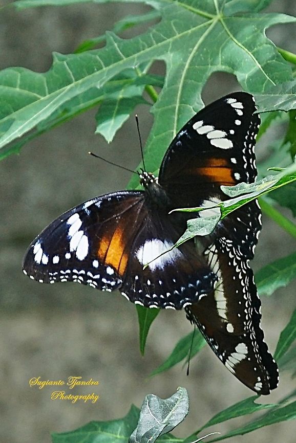 The Great eggfly butterfly, Hypolimnas bolina bolina  - "mating"  Geotagged,Great eggfly,Hypolimnas bolina,Indonesia,Spring
