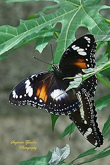 The Great eggfly butterfly, Hypolimnas bolina bolina  - "mating"  Geotagged,Great eggfly,Hypolimnas bolina,Indonesia,Spring