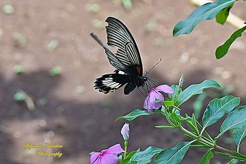 Great Mormon Butterfly, Papilio memnon memnon f. hiera (Papilionidae) sucking nectar on the Tapak Dara Flower/ Madagascar Periwinkle, Apocynaceae  Geotagged,Great Mormon,Indonesia,Papilio memnon,Spring