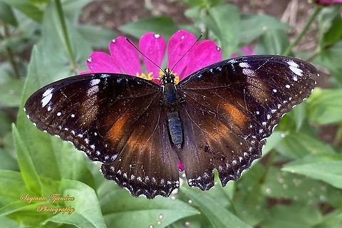 Jacintha Eggfly, Hypolimnas bolina jacintha - upperside, female "sucking nectar on the Zinnia flower"  Geotagged,Great eggfly,Hypolimnas bolina,Indonesia,Spring