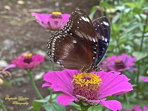 Jacintha Eggfly, Hypolimnas bolina jacintha - upperside, female "sucking nectar on the Zinnia flower"  Geotagged,Great eggfly,Hypolimnas bolina,Indonesia,Spring
