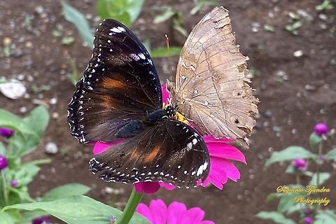 Jacintha Eggfly, Hypolimnas bolina jacintha  & Autumn leaf butterfly, Doleschallia bisaltide - living in harmony "sucking nectar together on the Zinnia flower"  Geotagged,Great eggfly,Hypolimnas bolina,Indonesia,Spring