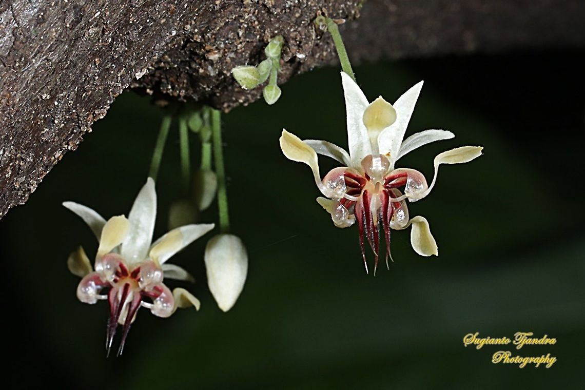 Cacao flowers, Theobroma cacao  Cacao tree,Geotagged,Indonesia,Spring,Theobroma cacao