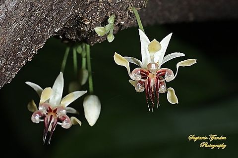 Cacao flowers, Theobroma cacao  Cacao tree,Geotagged,Indonesia,Spring,Theobroma cacao