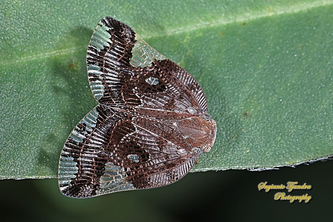 Ricaniid Planthopper, Ricania speculum, Ricaniidae  Geotagged,Indonesia,Ricania speculum,Ricaniid Planthopper,Spring